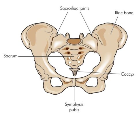 Sacroiliac-Joint-482x414.jpg